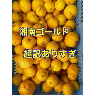 湘南ゴールド　超訳ありすぎ　箱込み3kg   大小混合　無農薬　小田原・江の浦産(フルーツ)