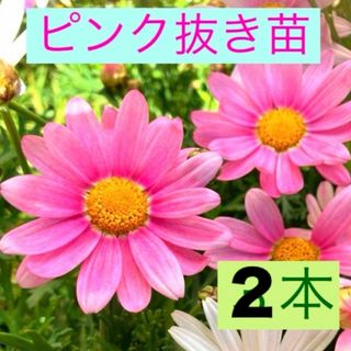 マーガレット　ピンク⑤抜き苗(発根済)2株　多年草　初心者さんでも育てやすい(その他)