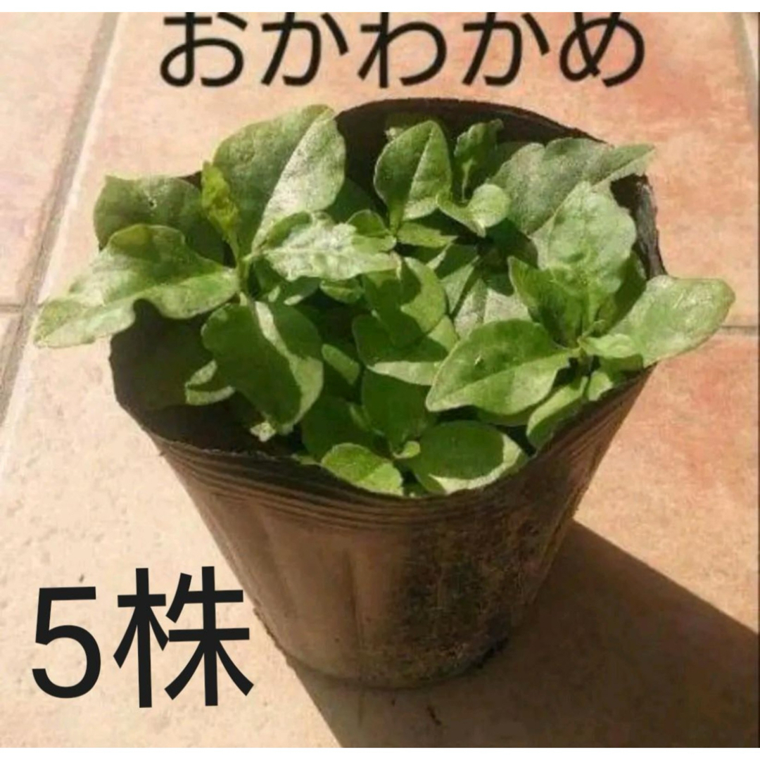 おかわかめの苗　5株 食品/飲料/酒の食品(野菜)の商品写真