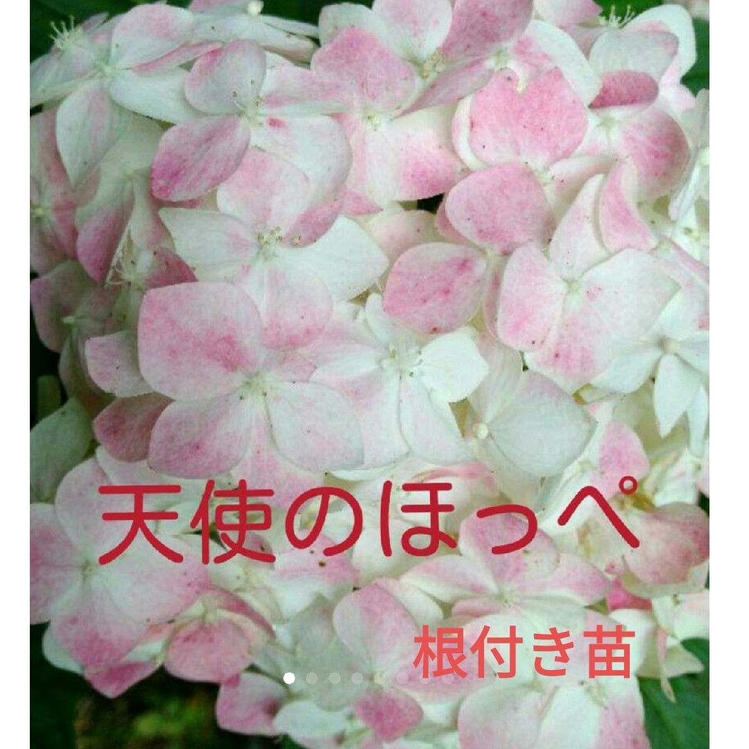 天使のほっぺ　紫陽花　アジサイ　抜き苗 ハンドメイドのフラワー/ガーデン(プランター)の商品写真