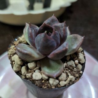 多肉植物 　８.394    エケベリア   黒薔薇(その他)