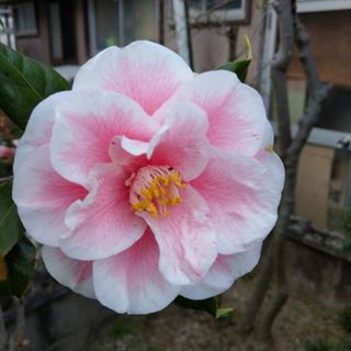 庭木 斑入り花 椿 挿し穂 10cm3本(その他)