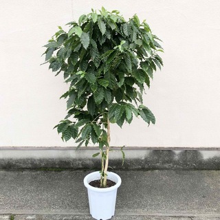 花芽付き  特大 コーヒーの木(プランター)