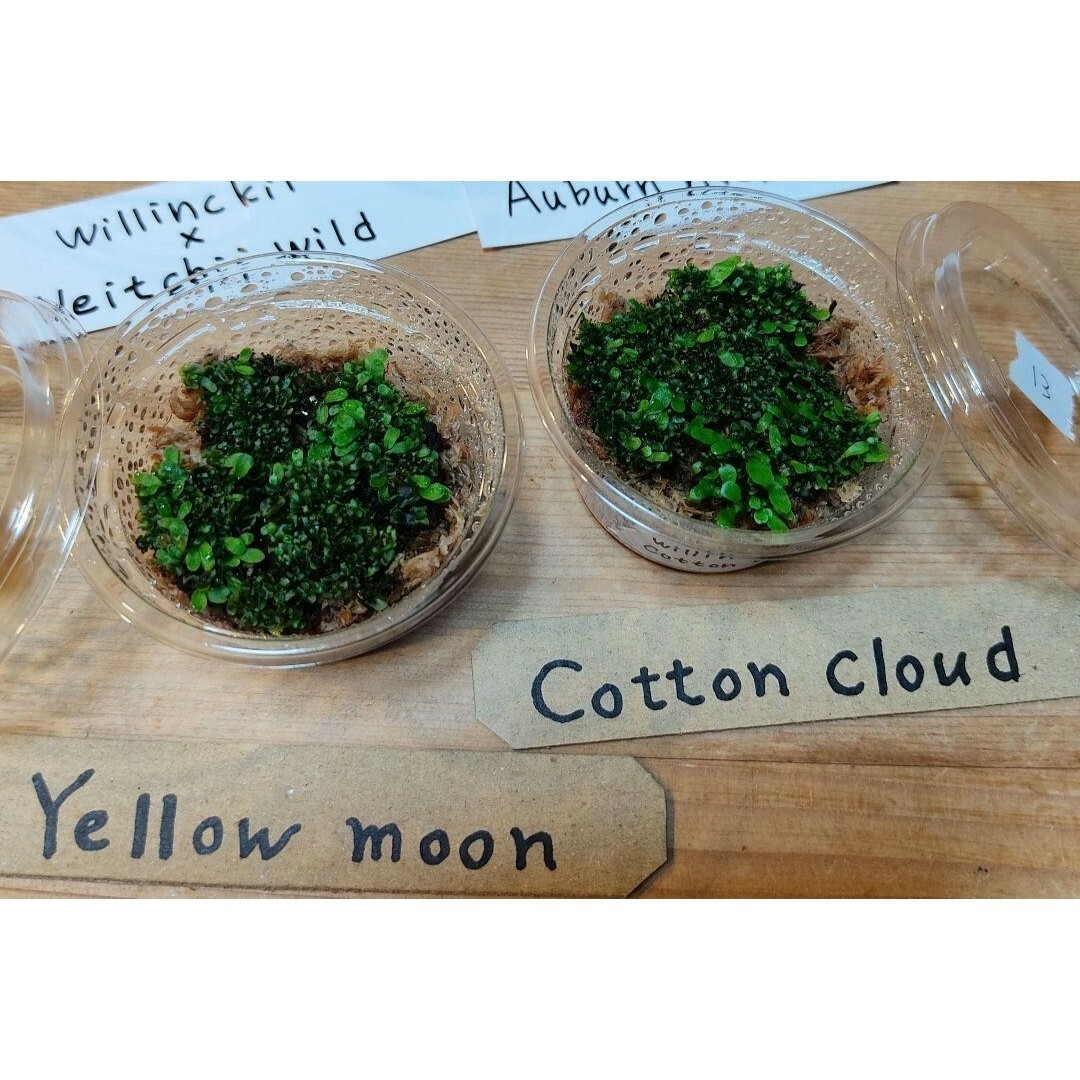 13ビカクシダ胞子体・前葉体4種yellow moon cotton cloud ハンドメイドのフラワー/ガーデン(その他)の商品写真