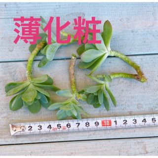 ■多肉植物■薄化粧　カット苗(その他)