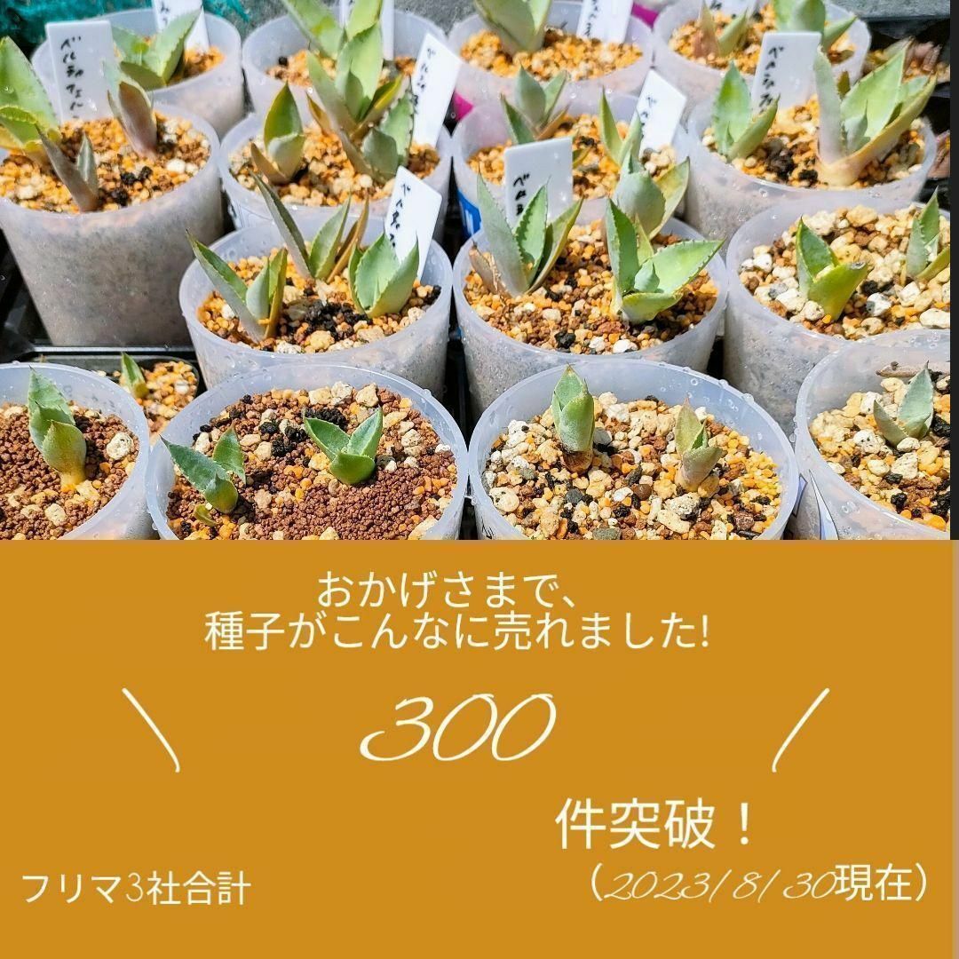 【即購入可】アガベ　チタノタドワーフの種子　20粒 ハンドメイドのフラワー/ガーデン(その他)の商品写真