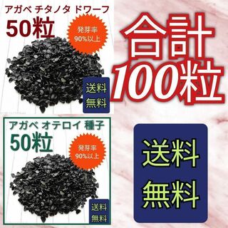 【特別価格】アガベ　チタノタドワーフの種子　50粒　オテロイの種子　50粒(その他)