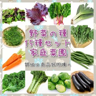 野菜の種 15種セット ビーツ 白菜 とろねぎ エゴマ はなな 家庭菜園 種子(プランター)