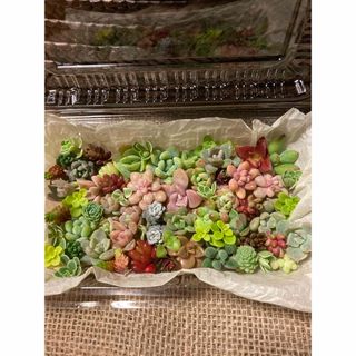 【多肉植物】自家製ミニ苗  ちまちま寄せや、寄せ植えの隙間にいかがでしょう♪(その他)