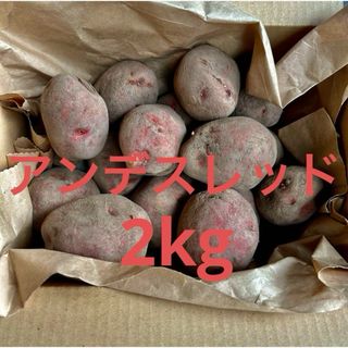 北海道産　越冬アンデスレッド2kg(野菜)