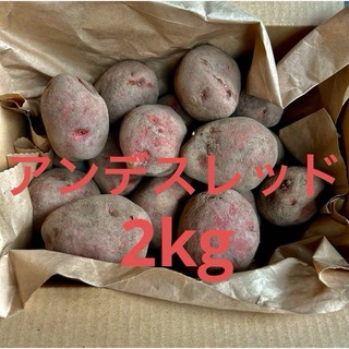 北海道産　越冬アンデスレッド2kg(野菜)