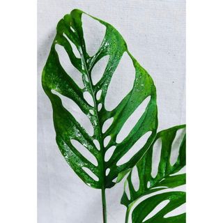 モンステラ　アクミナータ　Monstera acuminata 9(その他)