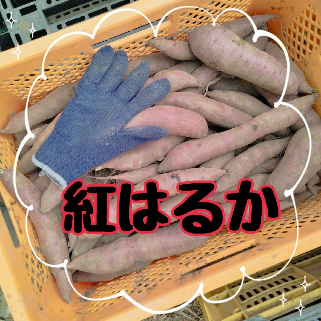 焼き芋さつまいも 食品/飲料/酒の食品(野菜)の商品写真