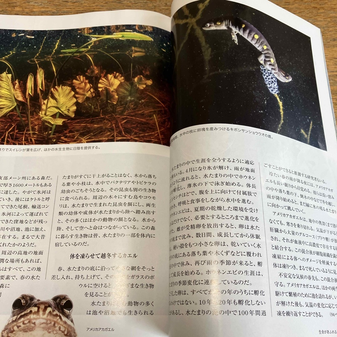 日経BP(ニッケイビーピー)のNATIONAL GEOGRAPHIC (ナショナル ジオグラフィック) 日本版 エンタメ/ホビーの雑誌(専門誌)の商品写真