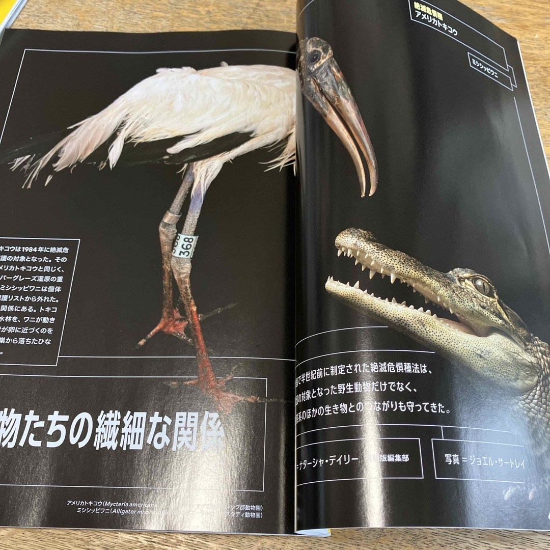 日経BP(ニッケイビーピー)のNATIONAL GEOGRAPHIC (ナショナル ジオグラフィック) 日本版 エンタメ/ホビーの雑誌(専門誌)の商品写真