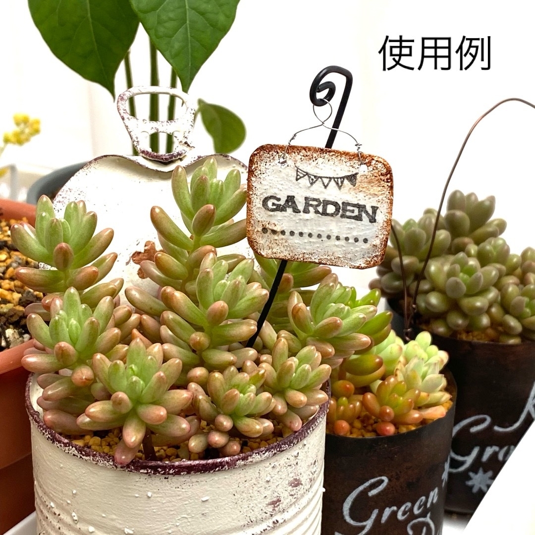 ガーデンピック 【パンダ】 多肉植物 寄せ植え リメ缶 リメイク缶 ハンドメイドのフラワー/ガーデン(その他)の商品写真