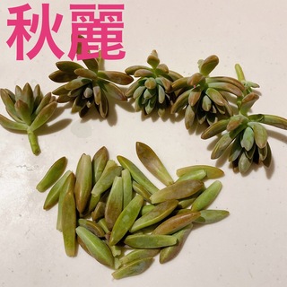 多肉植物■秋麗　カット苗と葉挿し用(その他)