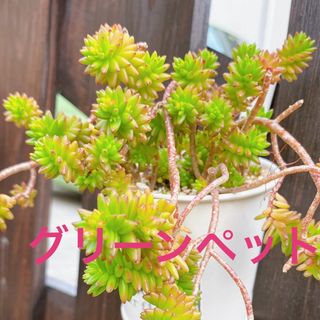 ■多肉植物■グリーンペット　カット苗(その他)