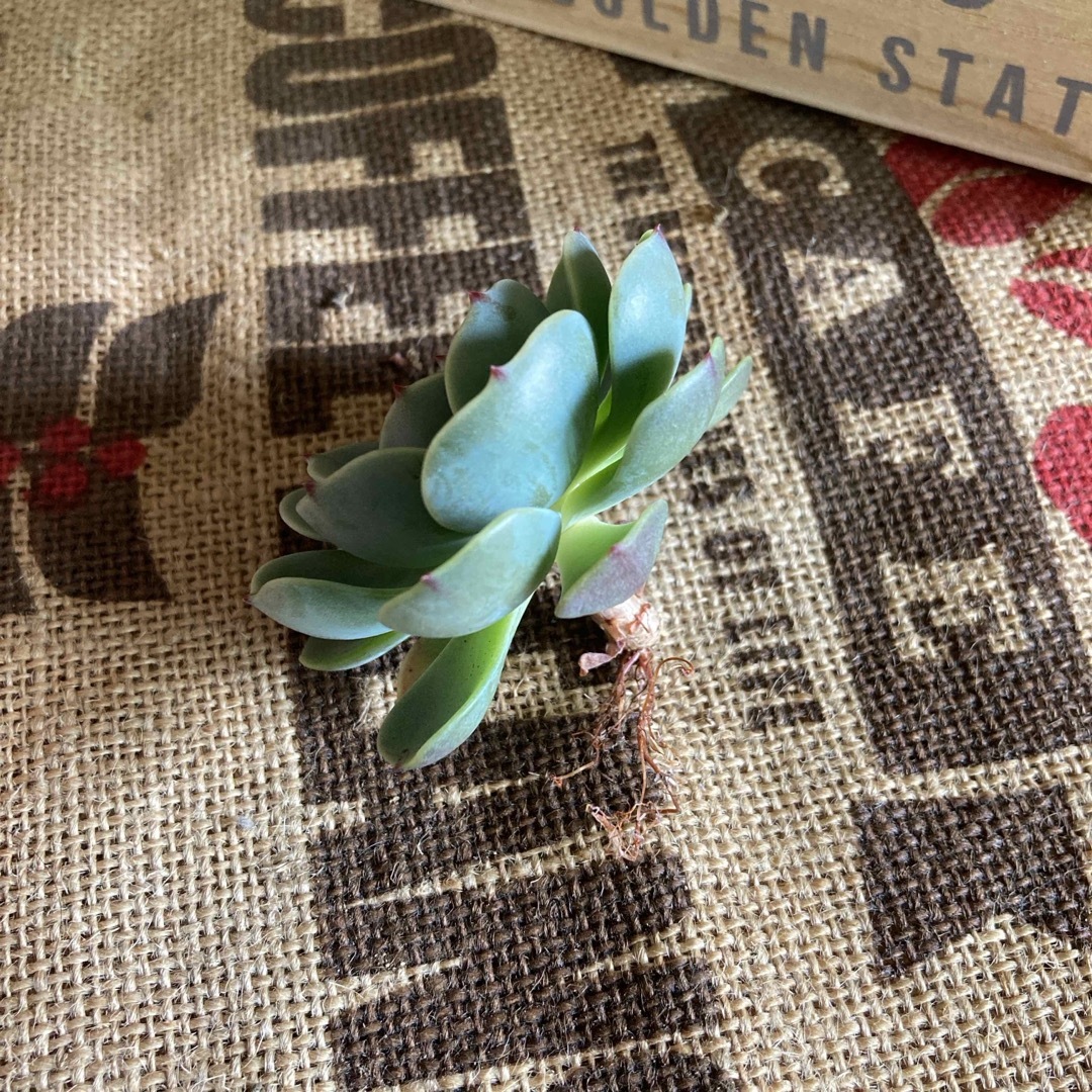 多肉植物　七福神　カット苗 ハンドメイドのフラワー/ガーデン(その他)の商品写真