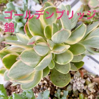 ■多肉植物■ゴールデンブリッジ錦　抜き苗(その他)