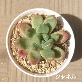 シャネル カット苗 発根済 多肉植物(その他)