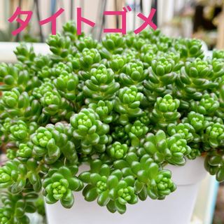 ■多肉植物■タイトゴメ　カット苗(その他)