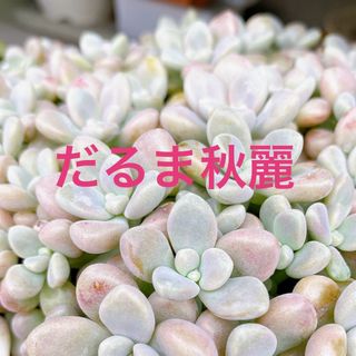 ■多肉植物■だるま秋麗　カット苗(その他)