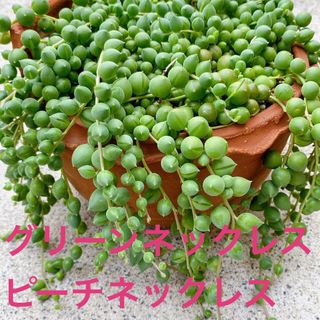 ■多肉植物■ネックレス系詰合せ　カット苗(その他)