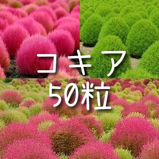 【コキアのタネ】50粒 種子 種 ホウキグサ 花(その他)