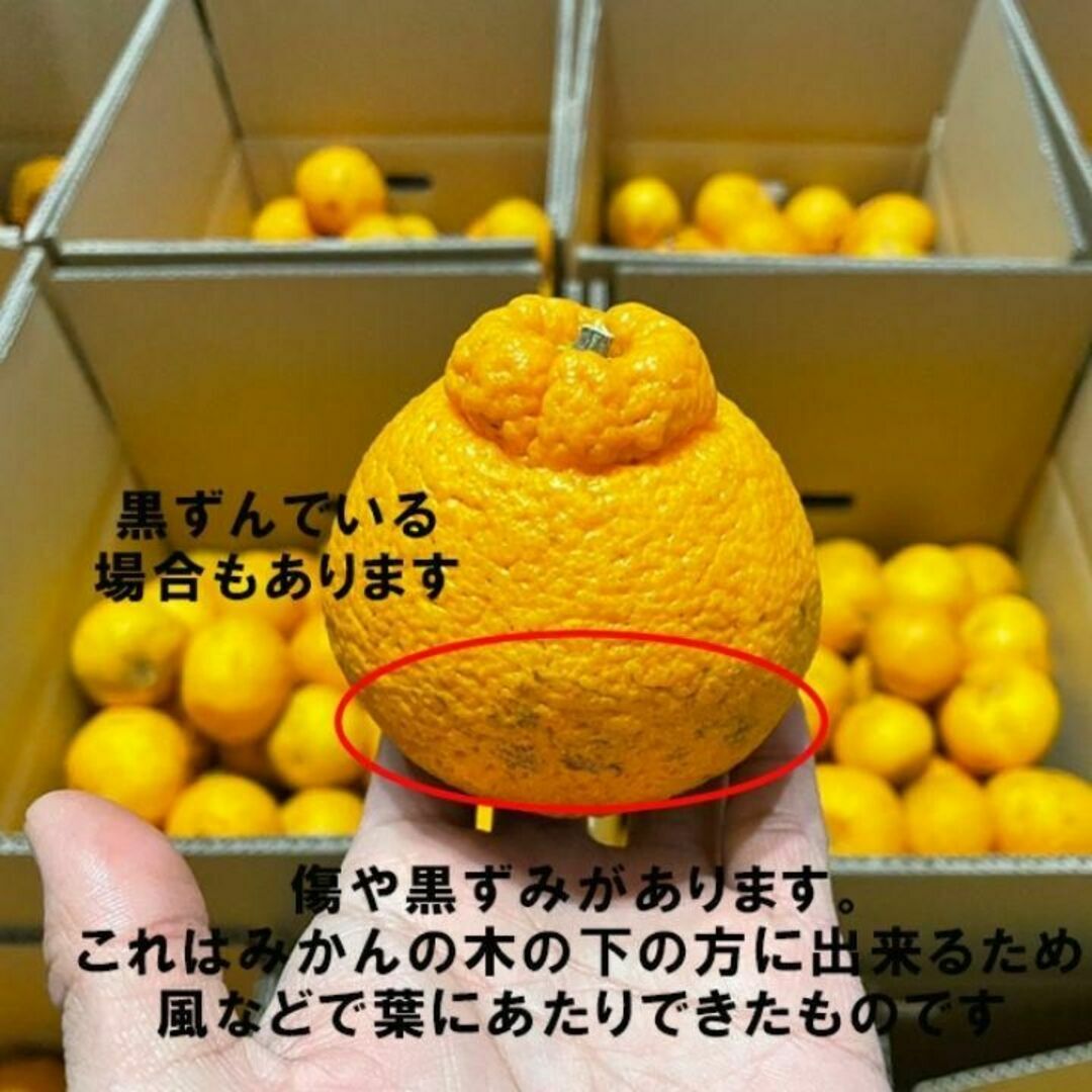 人気！デコポン(不知火)訳あり 減農薬 濃くて甘くて安心  有田 和歌山 2kg 食品/飲料/酒の食品(フルーツ)の商品写真