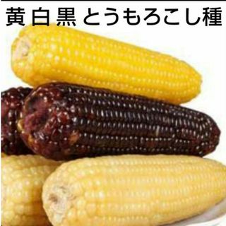 野菜　種　セット　トウモロコシ(その他)