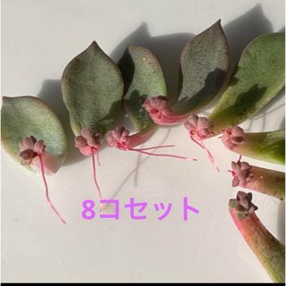 多肉植物^o^ 葉挿し赤ちゃん　エメラルドリップ8コセット(その他)