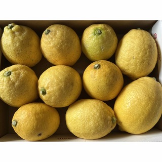広島県産 レモン 国産(フルーツ)