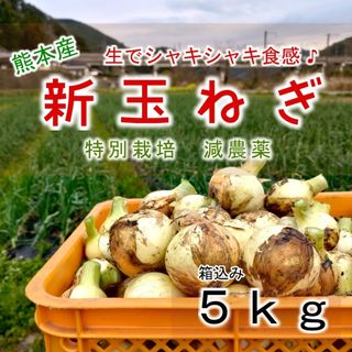 熊本産 新玉ねぎ 約5kg 農家直送 特別栽培 新たまねぎ 新タマネギ(野菜)