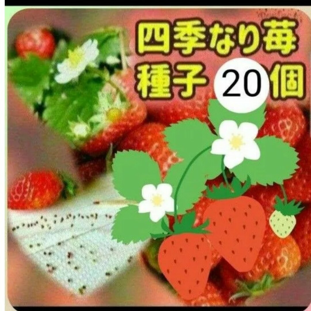 【同梱で50円値引き】四季なりイチゴ 種子 20個 農薬を使わず自家栽培で採取 その他のその他(その他)の商品写真