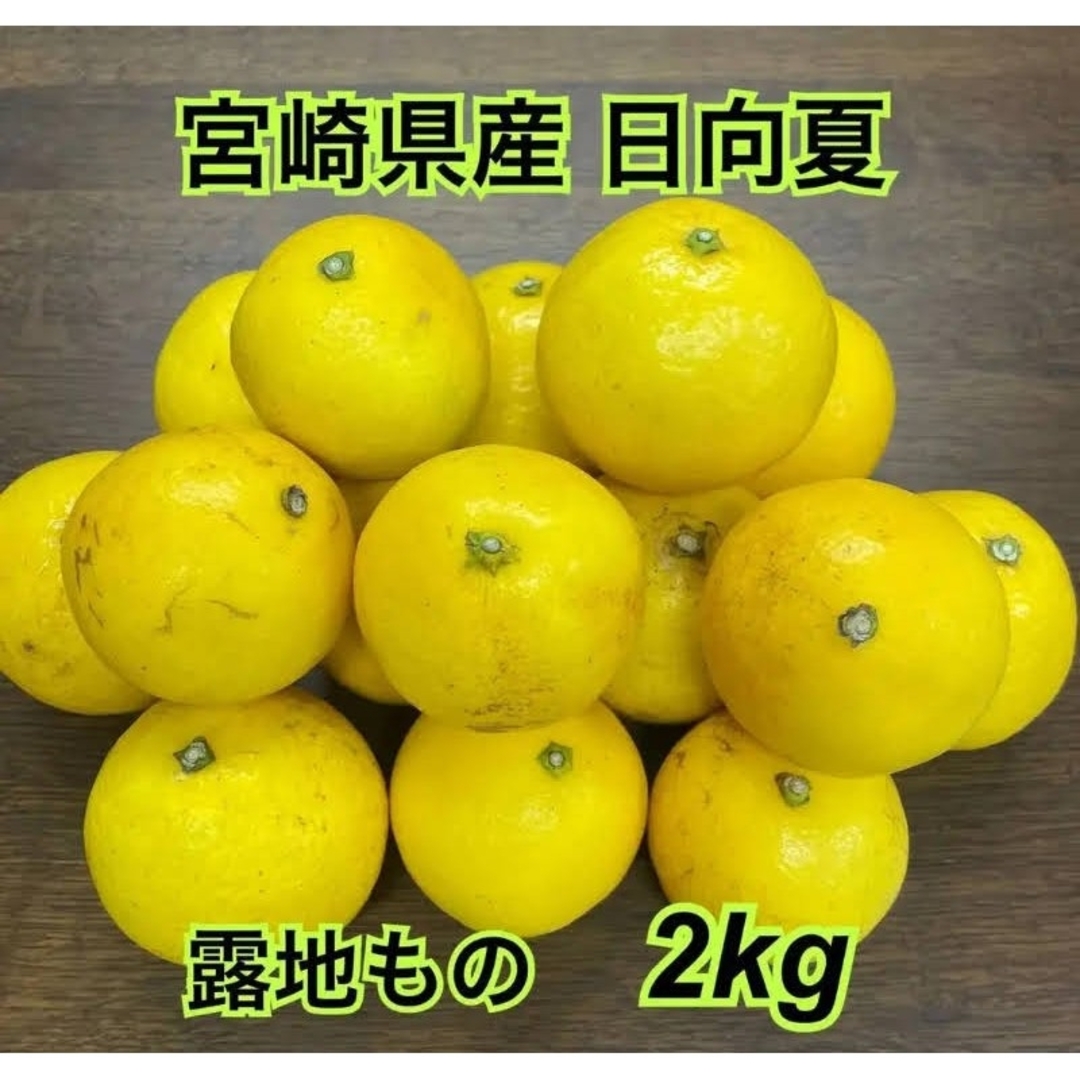日向夏　宮崎県産　露地　箱込み２kg 食品/飲料/酒の食品(フルーツ)の商品写真