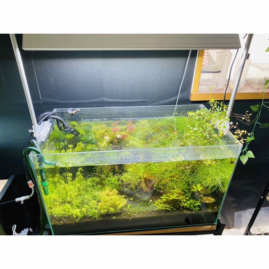 【総額11万円以上】水草水槽セット 熱帯魚 アクアリウム GEX その他のペット用品(アクアリウム)の商品写真