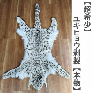 【超希少】ユキヒョウ本物剥製　敷皮　登録票有り(その他)