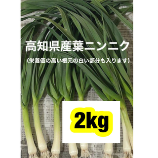 高知県産葉にんにく　葉ニンニク　野菜　産地直送2kg mjdp(野菜)