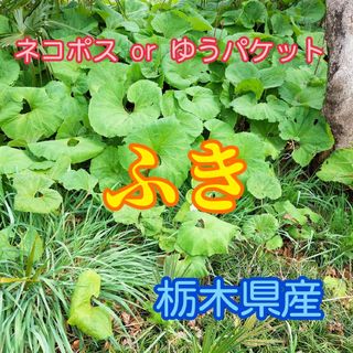 栃木県産　ふき(蕗)【ネコポスorゆうパケット】(野菜)