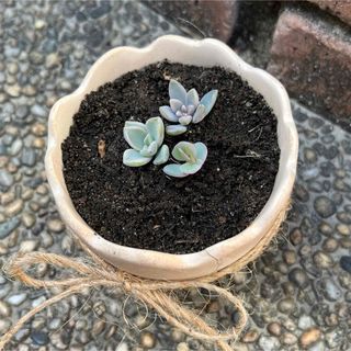 姫秀麗・胡蝶の舞・朧月　多肉植物　寄せ植え(その他)