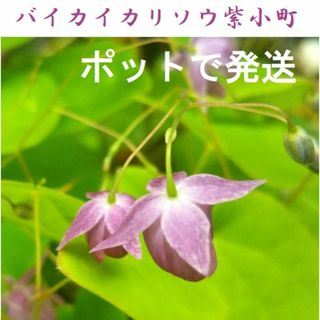 【開花予定・ポットで発送】バイカイカリソウ　紫小町 苗 9cmロングポット山野草(その他)