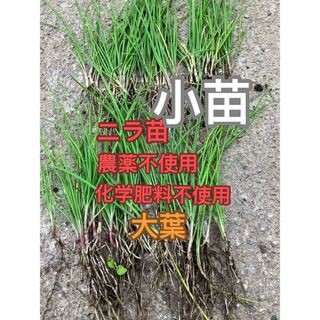 ニラ苗100本(野菜)