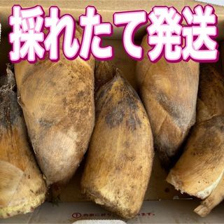 竹の子　朝ぼり　約2キロ 無農薬(野菜)