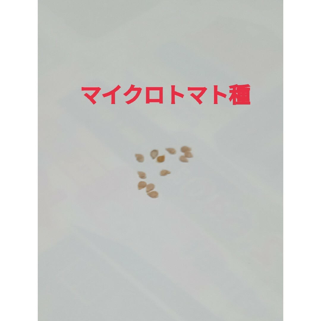 世界一ちっちゃなトマト種　マイクロトマト種　赤➕黄色　タネ 食品/飲料/酒の食品(野菜)の商品写真