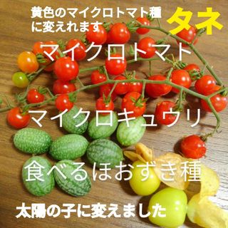 3種類の野菜種(野菜)