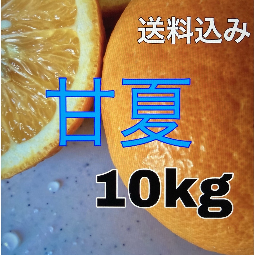 無農薬　甘夏　10キロ 食品/飲料/酒の食品(フルーツ)の商品写真