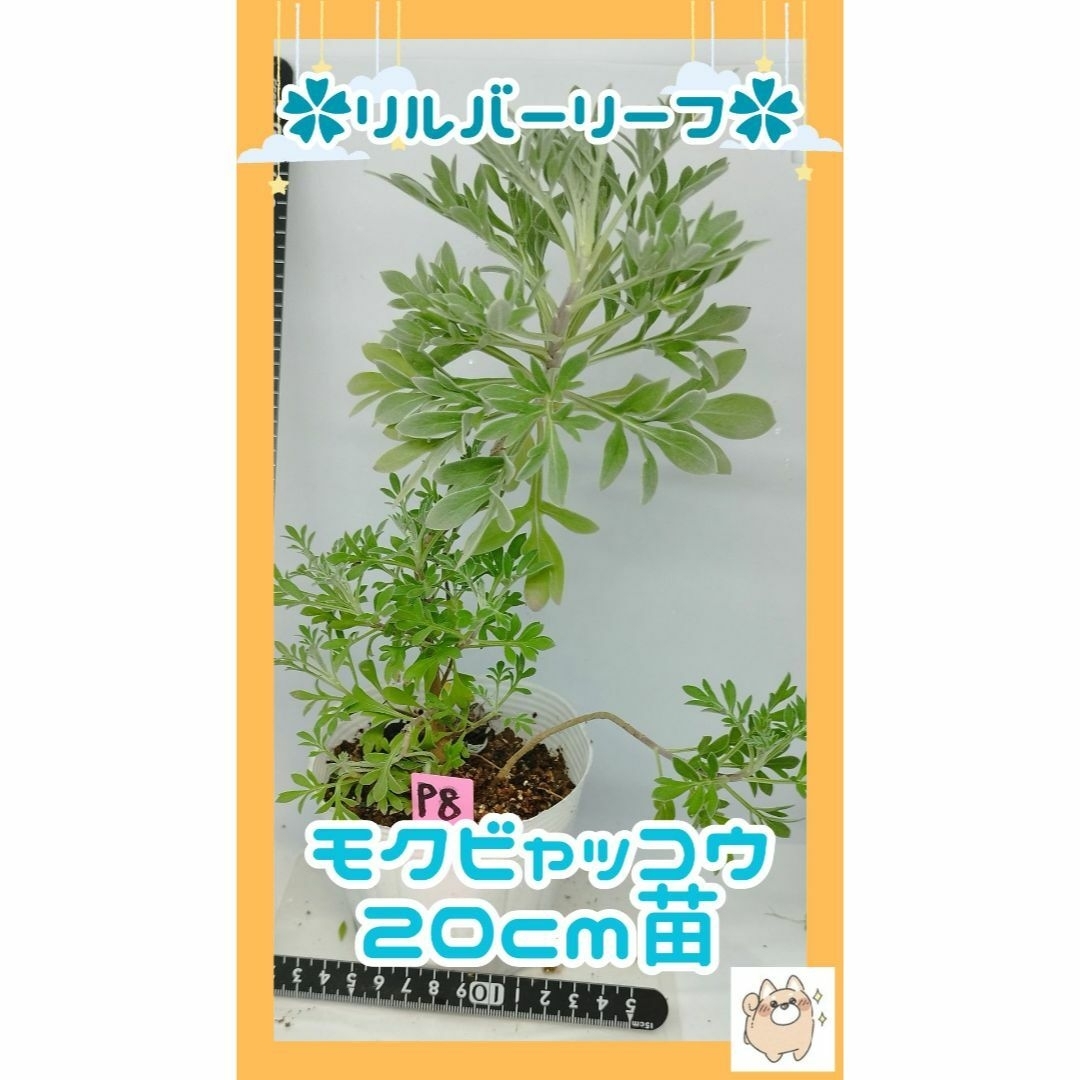 🌸約25cm苗(P8)モクビャッコウ苗✨絶滅危惧種シルバーリーフ ハンドメイドのフラワー/ガーデン(プランター)の商品写真