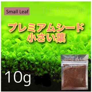 種から育てる水草　水草の種【小さい葉】10g(アクアリウム)