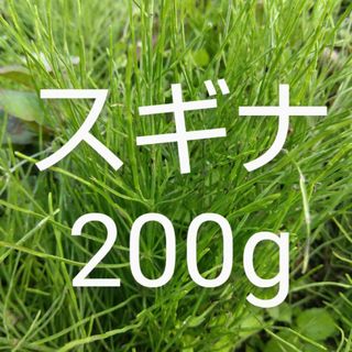 スギナ 約200g新鮮 農薬不使用(野菜)